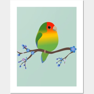 Cute egg shaped peach faced lovebird Posters and Art